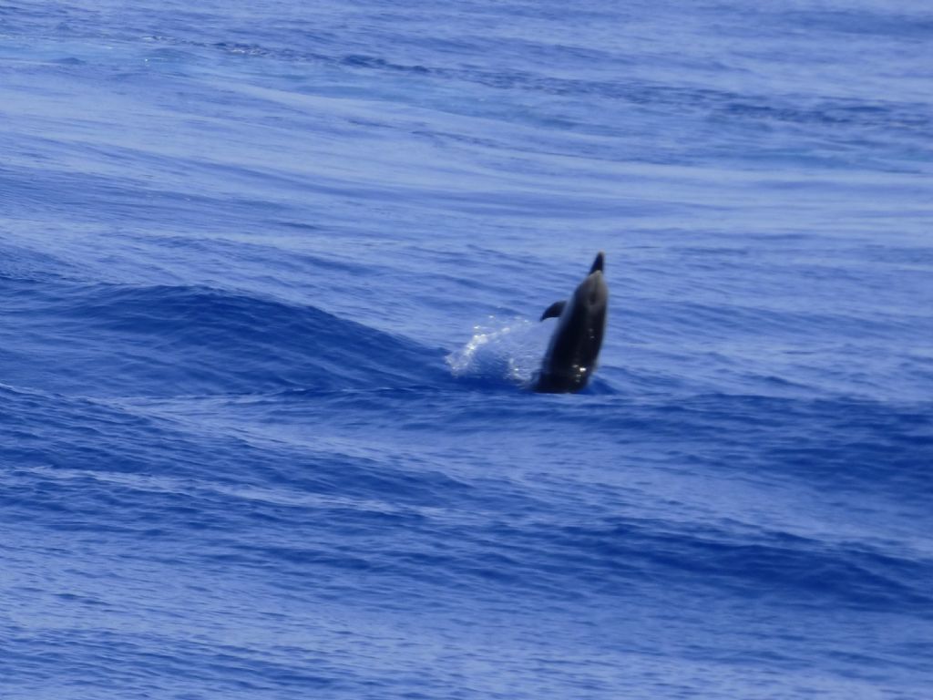 Stenelle striate nel Mar ligure